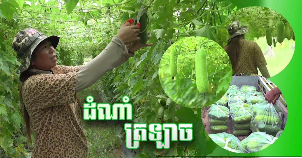 វីដេអូ៖កសិករនៅឃុំចាន់ស អ្នកស្រី សាន ស្រីទូច អាចរកចំណូលបានប្រមាណ៣លានរៀល ក្នុងពេលប្រមូលផលមួយលើក ពីការដាំត្រឡាច