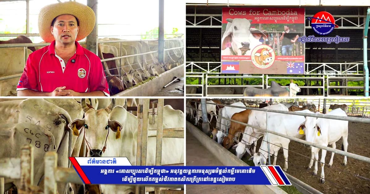 អង្គការ «គោសប្បុរសដើម្បីកម្ពុជា» អនុវត្តយន្តការមនុស្សធម៌ផ្ដល់កម្ចីមេគោផើម ដើម្បីជួយលើកកម្ពស់ជីវភាពកសិករក្រីក្រនៅខេត្តសៀមរាប