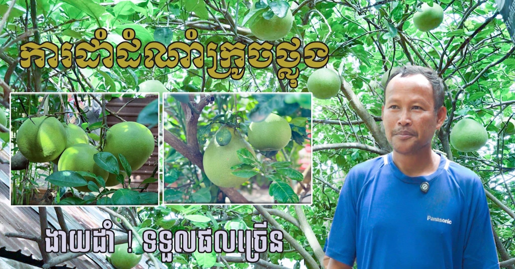 វីដេអូ៖ ការដាំក្រូចថ្លុងជុំវិញផ្ទះរបស់កសិករមួយគ្រួសារ នៅក្នុងឃុំខ្នាត ស្រុកពួក ក្នុងមួយផ្លែអាចលក់បានពី ៦ ០០០ទៅ ១ម៉ឺនរៀល