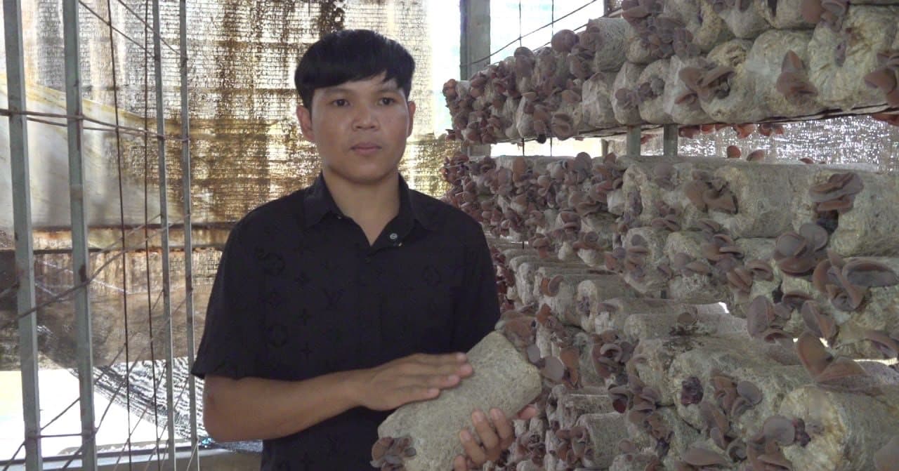 ក្រុមហ៊ុន «ពិជ័យ១៧» ខេត្តសៀមរាប ផលិត និងចែកចាយពូជផ្សិតត្រចៀកកណ្ដុរទូទាំងប្រទេស រួមចំណែកលើកស្ទួយសេដ្ឋកិច្ចកសិករ និងកាត់បន្ថយការនាំចូល