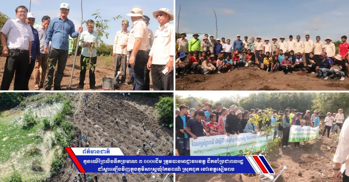 កូនឈើព្រៃលិចទឹកប្រមាណ ៣ ០០០ដើម ត្រូវបានអាជ្ញាធរខេត្ត ដឹកនាំប្រជាពលរដ្ឋដាំស្ដារឡើងវិញក្នុងភូមិសាស្ត្រឃុំកែវពណ៌ ស្រុកពួក នៅខេត្តសៀមរាប