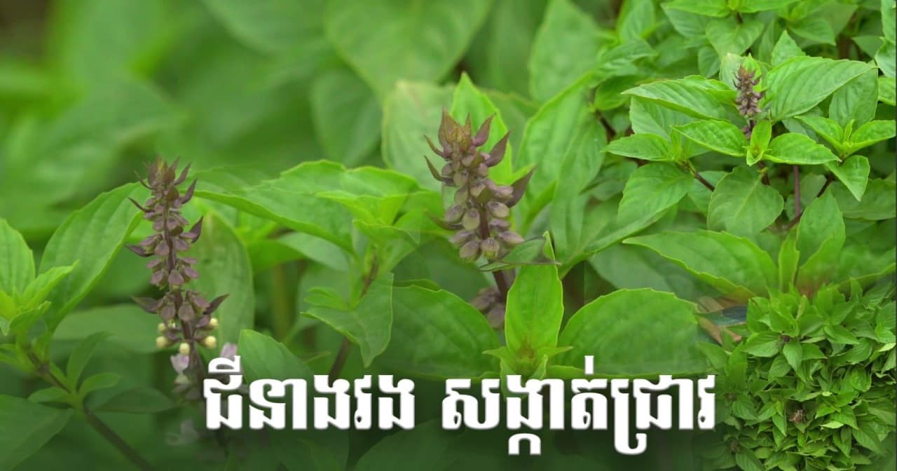 វិដេអូ៖ ១ ថ្ងៃ ១០ម៉ឺនរៀល ! ការដាំដំណាំ «ជីនាងវង» របស់កសិករសង្កាត់ជ្រាវ ក្រុងសៀមរាប