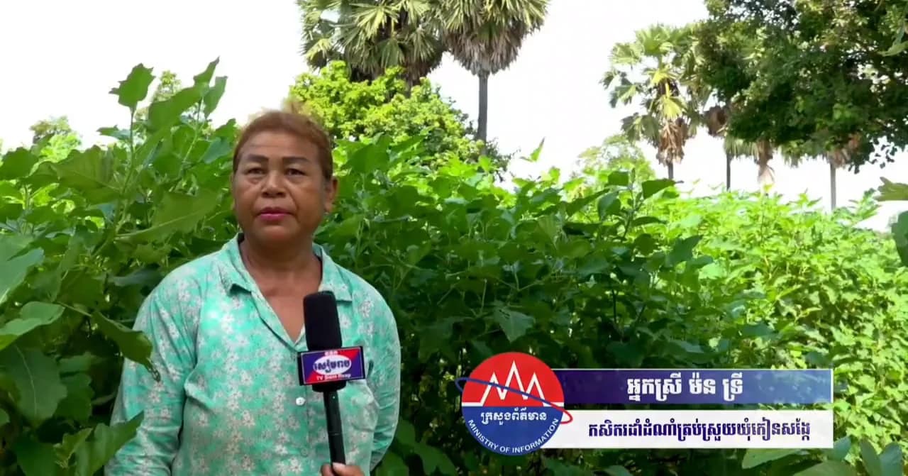 ដំណាំត្រប់ត្រួយ បាននិងកំពុងផ្ដល់ចំណូលដល់ប្រជាពលរដ្ឋ ក្នុងស្រុកសូទ្រនិគម ទោះបីតម្លៃមានការធ្លាក់ចុះបន្តិច