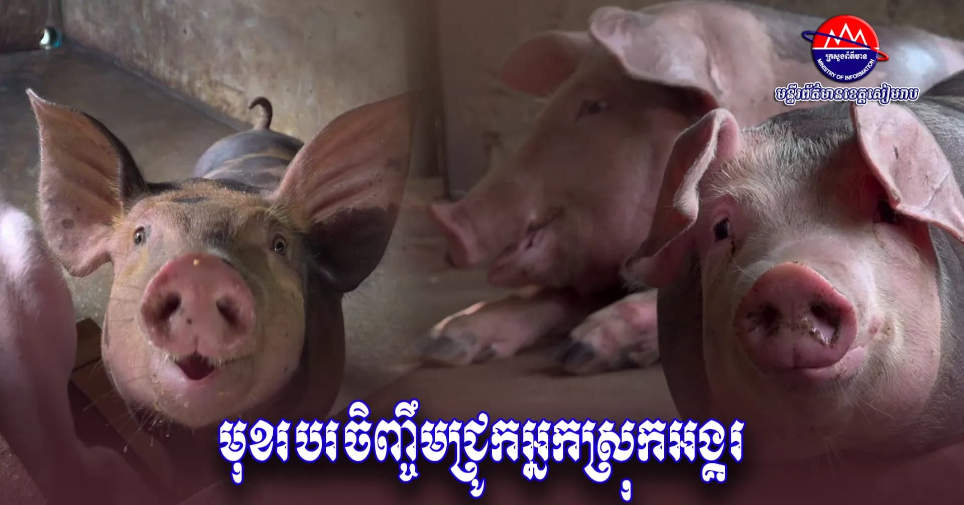 វីដេអូ៖ របរចិញ្ចឹមជ្រូកលក្ខណៈគ្រួសាររបស់អ្នកស្រី ហ៊ិន គៅ ជួយបង្កើនចំណូលគ្រួសារ និងលើកស្ទួយកសិផលក្នុងស្រុក ខណៈកំពុងទទួលបានការគាំទ្រពីអាជ្ញាធរ