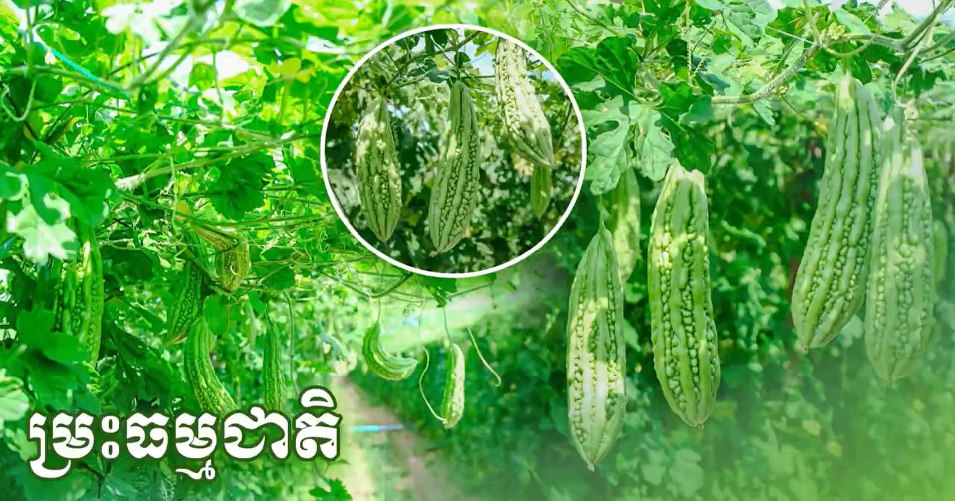 ដំណាំម្រះជាជម្រើសដ៏ឆ្លាតវៃសម្រាប់កសិករ ព្រោះផ្តល់ទិន្នផលខ្ពស់ មានតម្រូវការទីផ្សារ និងតម្លៃល្អ ជួយបង្កើនចំណូល និងលើកកម្ពស់ជីវភាពគ្រួសារ