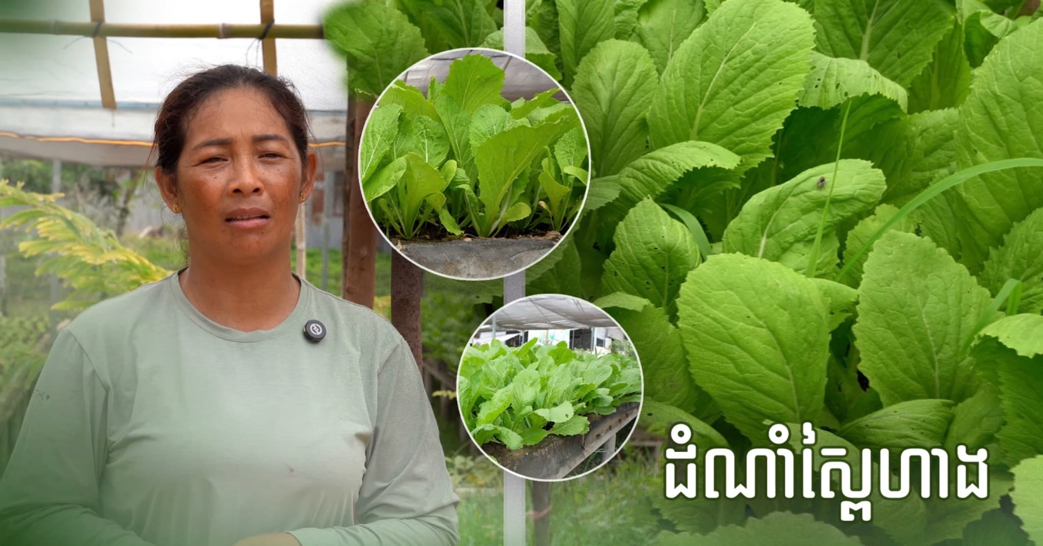 ស្ពៃហាង” ជាប្រភេទដំណាំបន្លែងាយស្រួលដាំដុះ ទាំងរដូវប្រាំង និងរដូវវស្សា មិនសូវរើសដី ឆាប់ប្រមូលផល និងមានតម្រូវការទីផ្សារ