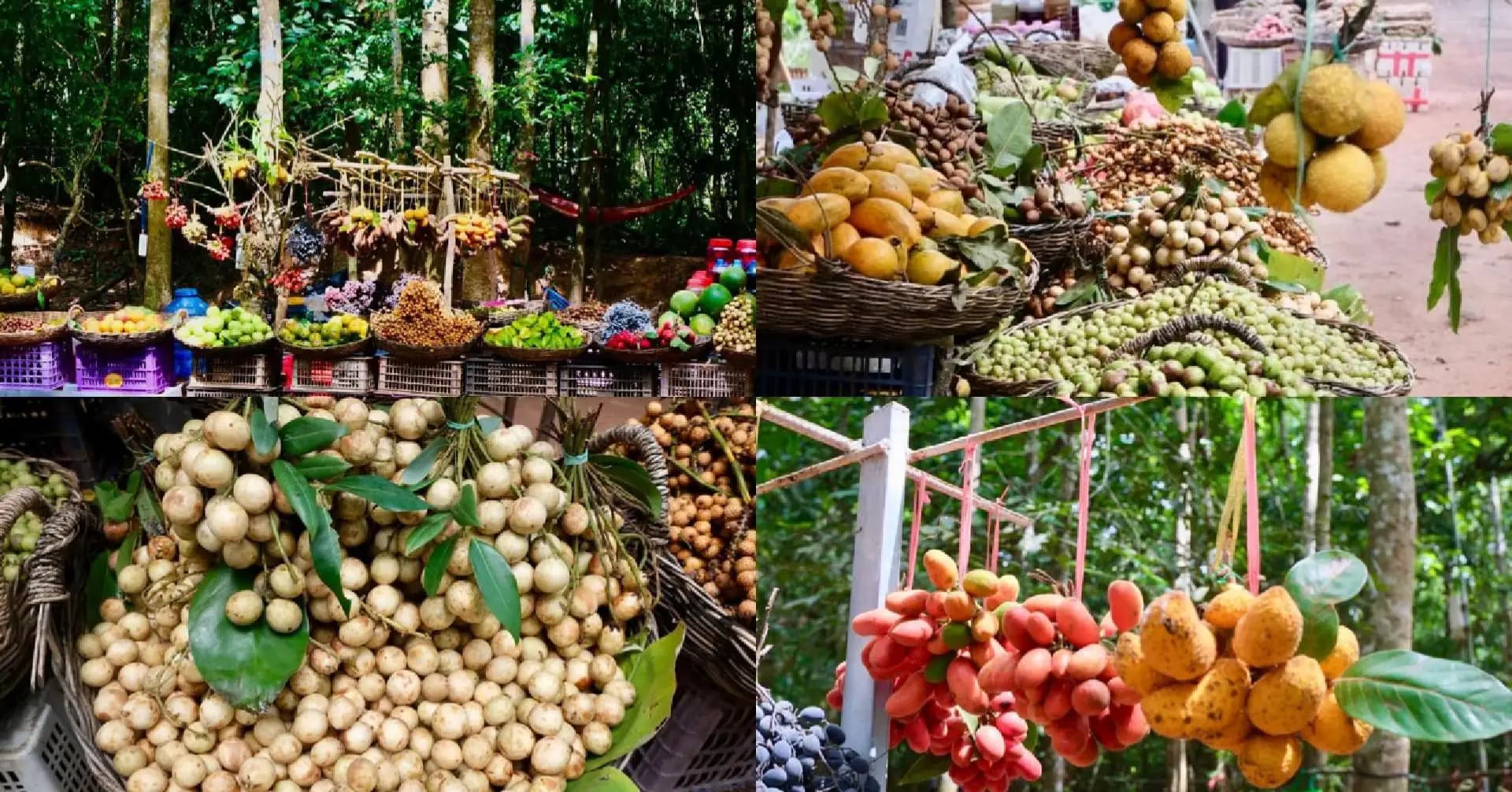 តស់ៗសាកល្បងរសជាតិផ្លែឈើព្រៃនៅតាមដងផ្លូវទៅប្រាសាទអង្គរវត្ត ដែលជាផ្លែឈើធម្មជាតិ ក្នុងស្រុក
