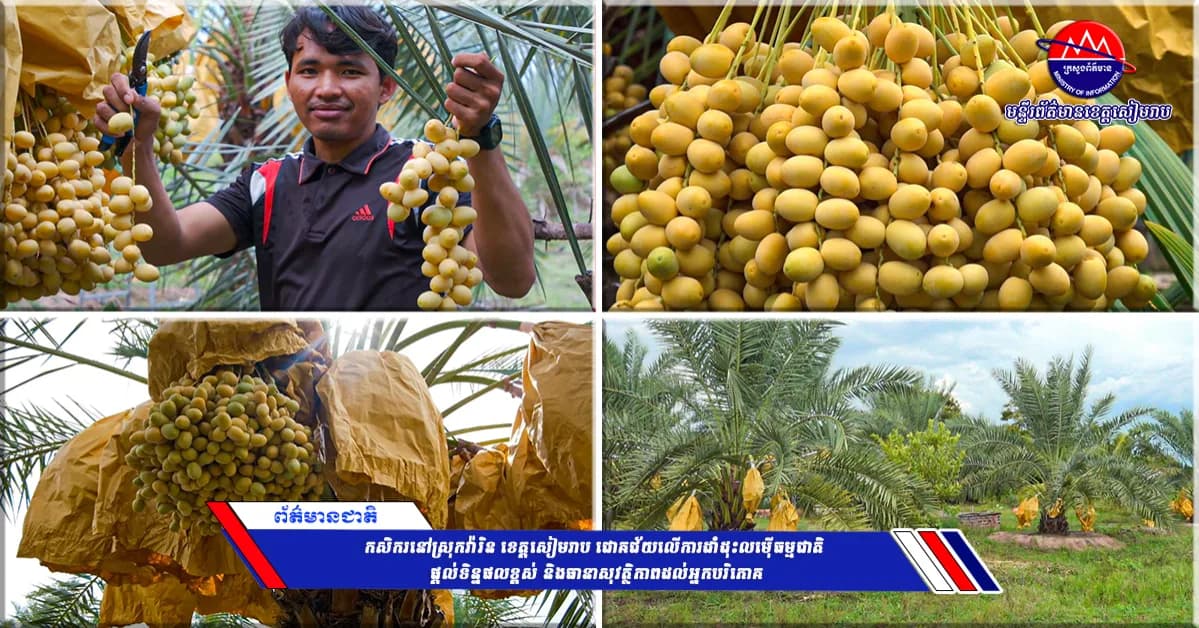 កសិករនៅស្រុកវ៉ារិន ខេត្តសៀមរាប ជោគជ័យលើការដាំដុះលម៉ើធម្មជាតិ ផ្ដល់ទិន្នផលខ្ពស់ និងធានាសុវត្ថិភាពដល់អ្នកបរិភោគ