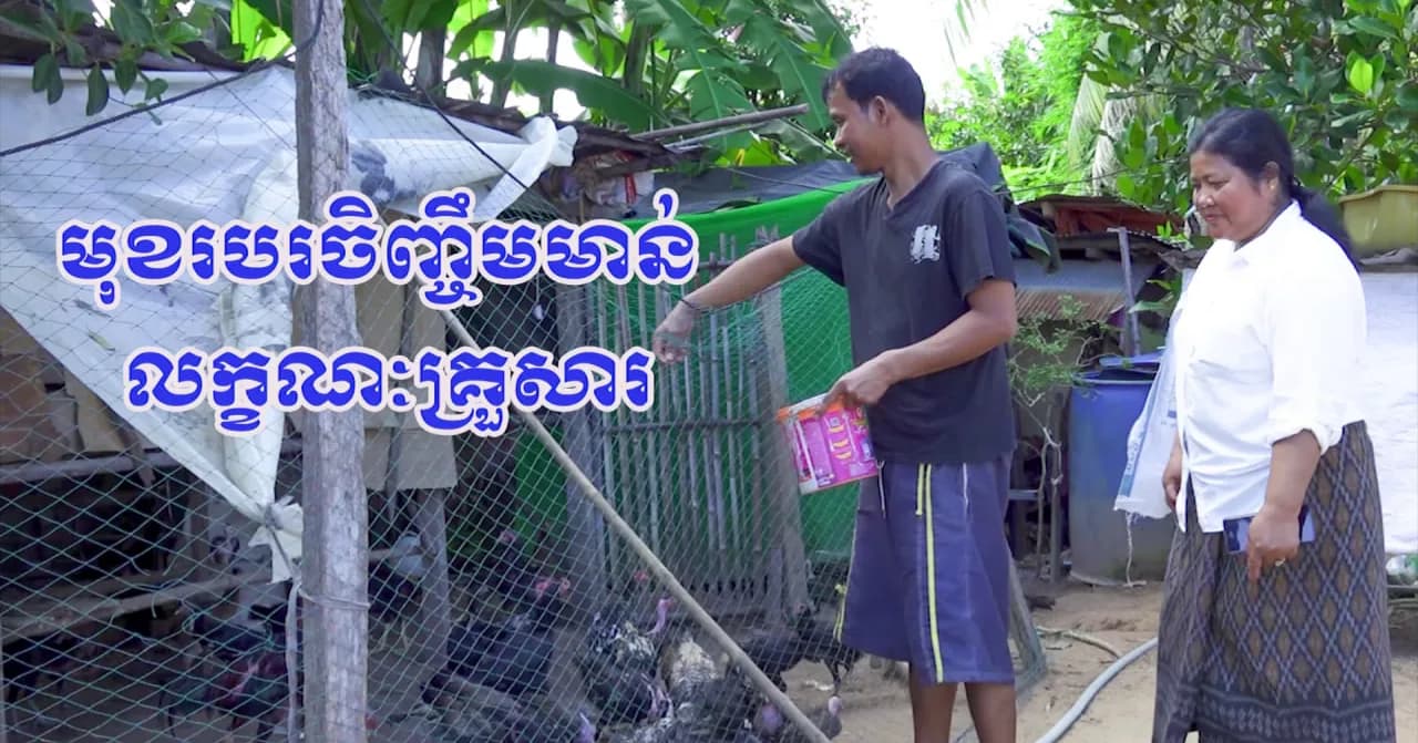 វីដេអូ៖អតីតពលករ លោក អ៊ិម អាន់ ស្ដាយក្រោយដែលចំណាកស្រុក ក្រោយចាប់របរចិញ្ចឹមមាន់លក្ខណៈគ្រួសារជួយឱ្យជីវភាពគ្រួសារបានល្អប្រសើរ