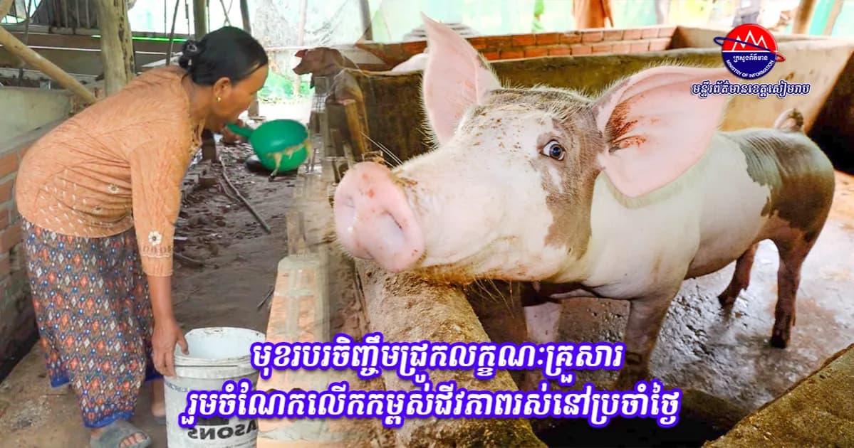 មុខរបរចិញ្ចឹមជ្រូកលក្ខណៈគ្រួសារ រួមចំណែកលើកកម្ពស់ជីវភាពរស់នៅប្រចាំថ្ងៃ