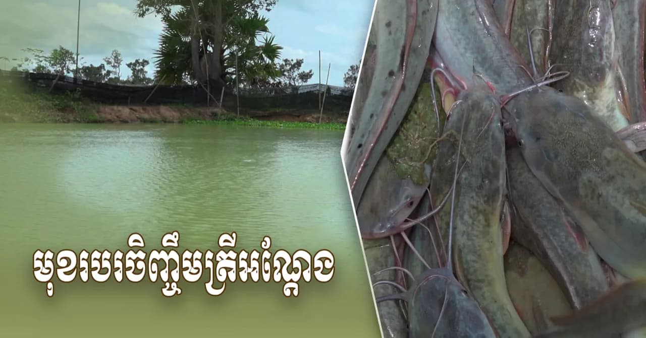 វីដេអូ៖ បោះបង់អាជីពជាសិល្បៈ មកចិញ្ចឹមត្រីអណ្តែងរាប់ម៉ឺនក្បាល ដោយសារក្តីស្រឡាញ់ និងចង់លើកកម្ពស់វិស័យកសិកម្ម