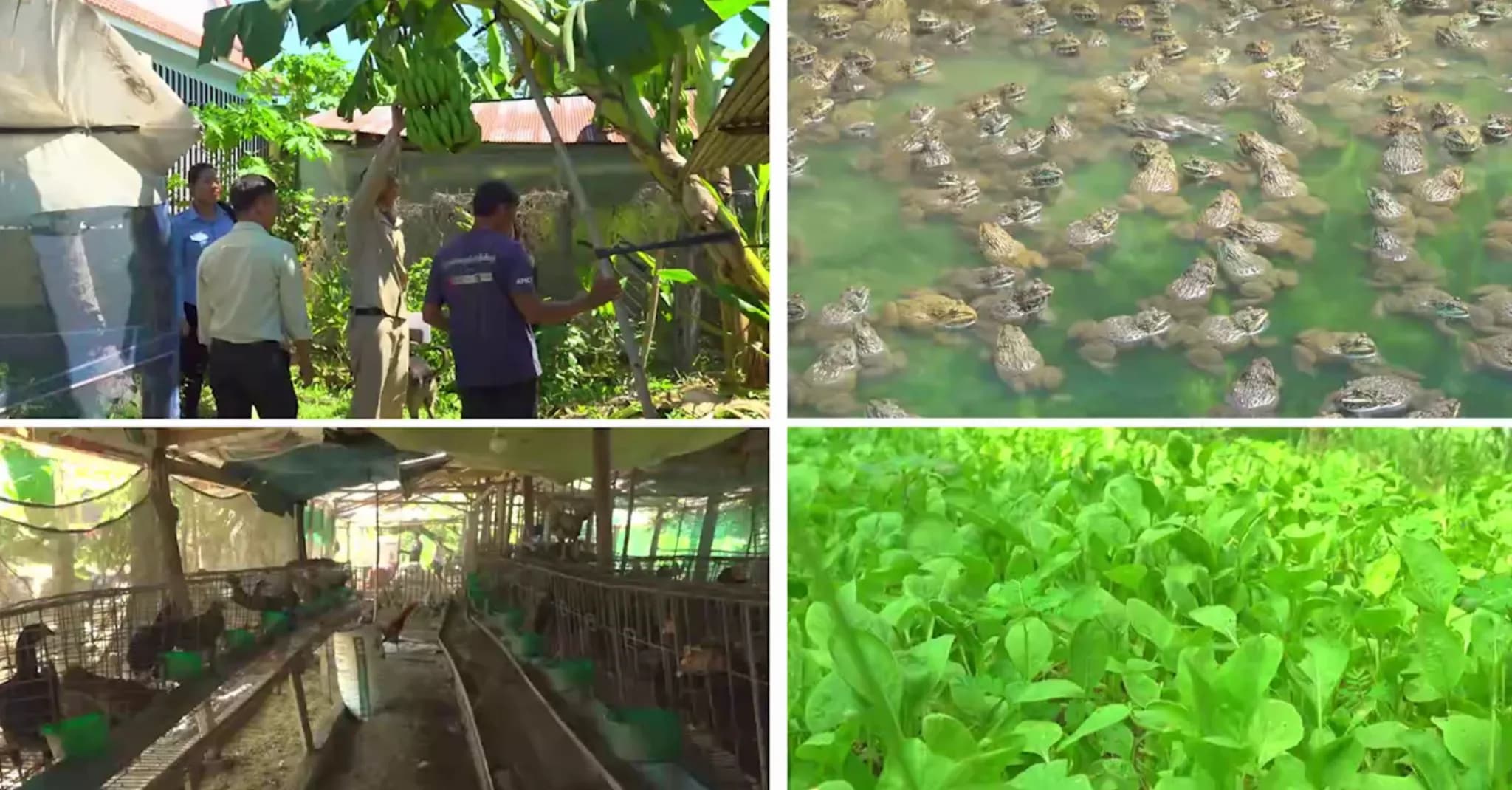 កសិករគំរូ នៅឃុំខ្នារពោធិ ស្រុកសូទ្រនិគម ខេត្តសៀមរាប ចិញ្ចឹមសត្វ និងដាំបន្លែចម្រុះ ៣០មុខជុំវិញផ្ទះ រកចំណូលបាន ១០ម៉ឺនរៀលក្នុងមួយថ្ងៃ