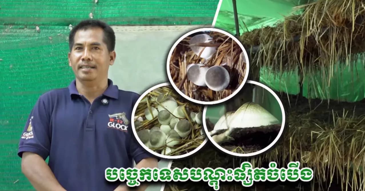 វីដេអូ៖ លោក ស៊ា សួន ប្រកបមុខរបរដាំផ្សិតចំបើង ដែលអាចរកចំណូលបានចន្លោះពី ១លាន ទៅ ២លានរៀលក្នុងមួយខែ