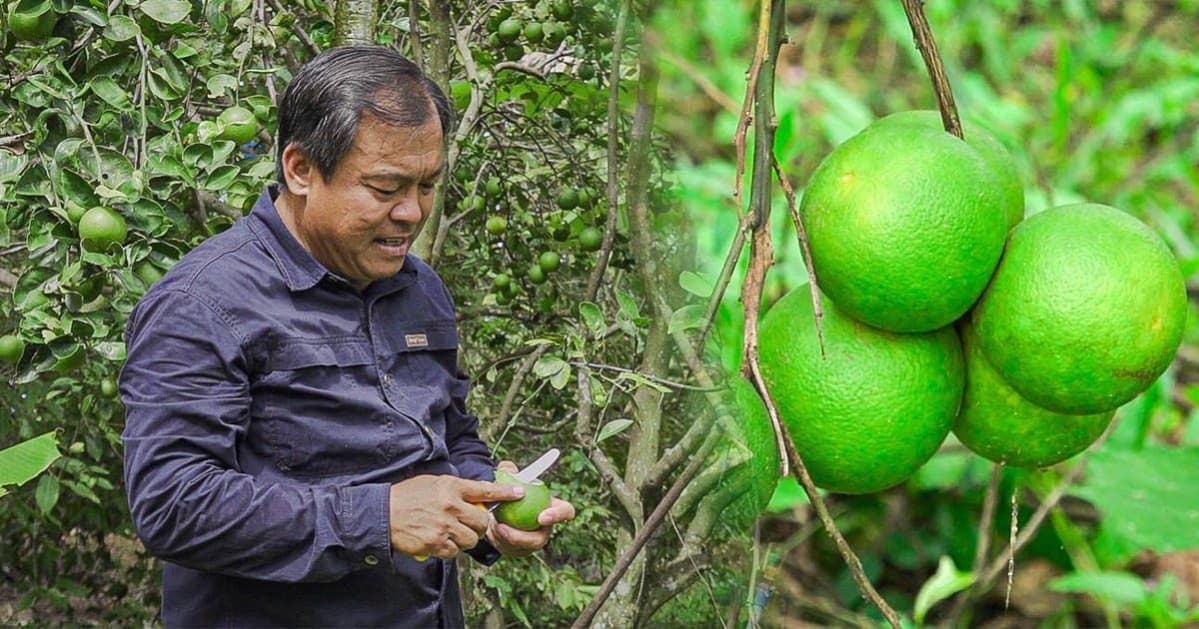ក្រូចពោធិ៍សាត់នៅក្រុងរុនតាឯកតេជោសែន ចាប់ផ្ដើមប្រមូលផលហើយ។ ដោយឆ្នាំនេះទទួលបានទិន្នផលល្អ ការដាំដុះគឺធានាសុវត្ថិភាពដល់អតិថិជន។ ទោះបីជាដំណាំនេះទាមទារបច្ចេកទេសខ្ពស់ តែវាក៏មានទីផ្សារខ្ពស់ផងដែរ។