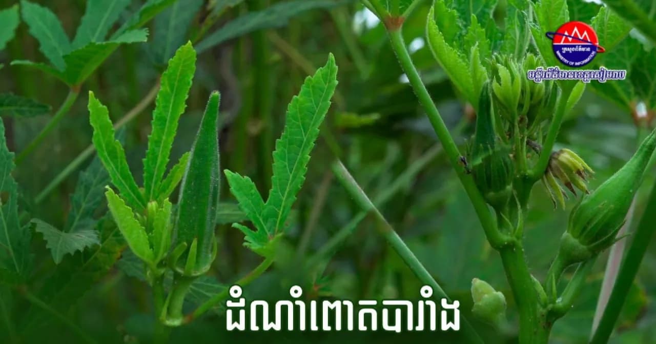 វីដេអូ៖ កសិករនៅឃុំកណ្តែក ស្រុកប្រាសាទបាគង ខេត្តសៀមរាប ដាំពោតបារាំងជុំវិញផ្ទះ ដែលជាដំណាំផ្តល់ផលឆាប់ និងអាចបង្កើនចំណូលជួយទ្រទ្រង់ជីវភាពគ្រួសារប្រចាំថ្ងៃ