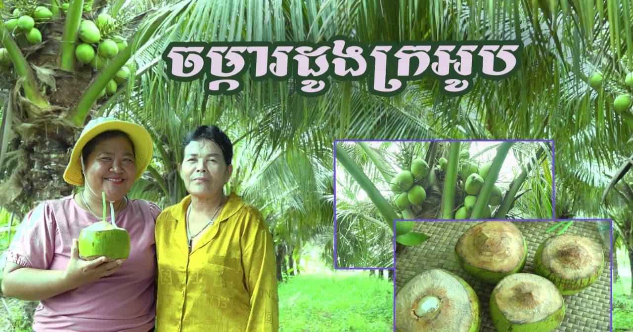 វីដេអូ៖ មួយខែអាចរកចំណូលបានជិត ១លានរៀល ពីការលក់ដូងក្រអូប របស់កសិករនៅឃុំព្រៃជ្រូក ស្រុកពួក ខេត្តសៀមរាប