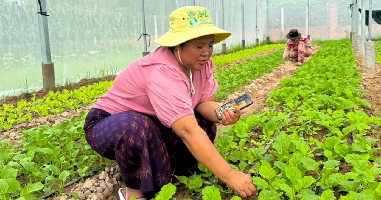 អតីតពលករ មកពីប្រទេសថៃ នៅឃុំព្រៃជ្រូក ស្រុកពួក ខេត្តសៀមរាប បានងាកមកបង្កើតក្រុមផលិតបន្លែសុវត្ថិភាព ក្រោមការគាំទ្រពីអាជ្ញាធរ និងអង្គការទស្សនពិភពលោក ដែលជួយឱ្យពួកគាត់មានចំណូលផ្គត់ផ្គង់ជីវភាពយ៉ាងល្អប្រសើរ និងបានរស់នៅជួបជុំគ្រួសារ។