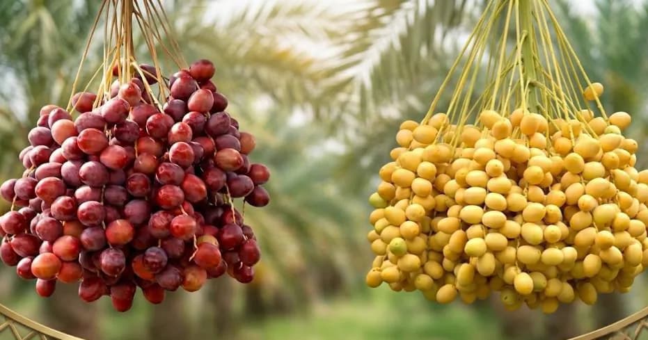 រីករាយរដូវកាលប្រមូលផលលម៉ើ! ឆ្នាំនេះអាកាសធាតុអំណោយផលខ្លាំង ធ្វើឱ្យទិន្នផលលម៉ើ ក្នុងស្រុកវ៉ារិន ខេត្តសៀមរាប ទទួលបានផ្លែច្រើនជាងឆ្នាំមុនៗ ទ្វេដង