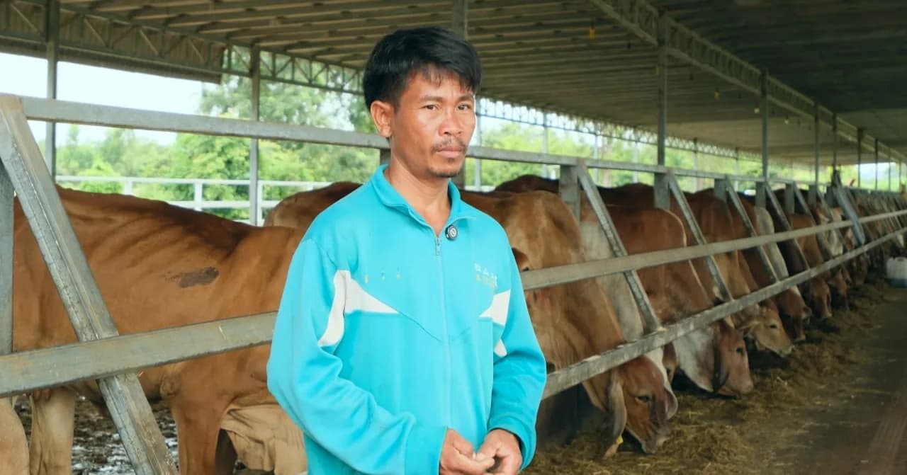 កសិដ្ឋាន អានហ្កូសថ៍ ផាសថូរៀល ឯ.ក កំពុងចិញ្ចឹមគោពូជខ្មែរ និងពូជប្រាម៉ាន់ ជាង២០០ក្បាល ក្រោមការថែទាំយ៉ាងយកចិត្តទុកដាក់ ដើម្បីផលិតសាច់គោដែលមានគុណភាពខ្ពស់ និងមានសុវត្ថិភាព សម្រាប់បំពេញតម្រូវការទីផ្សារក្នុងស្រុក។